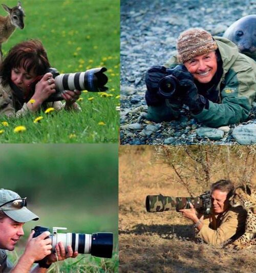 Photographers Getting Interrupted By Wildlife Animals – Candid Moments