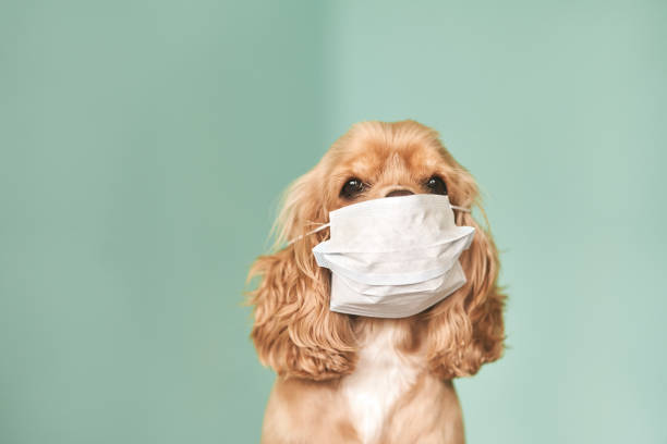 Dogs and Coronavirus – Everything you need to know